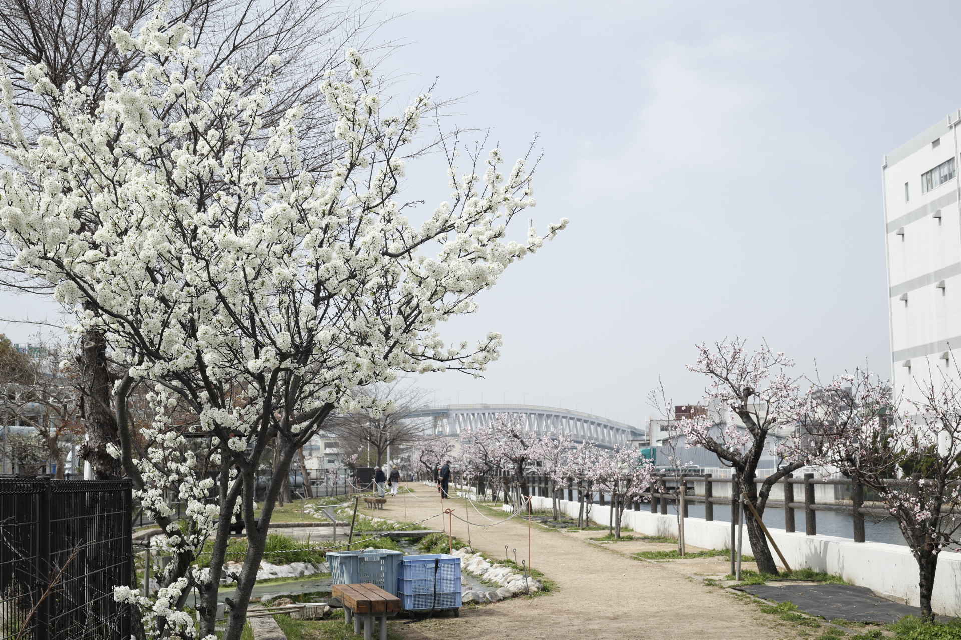水辺の遊歩道うおざき　アーモンドの花　開花状況2022年3月25日