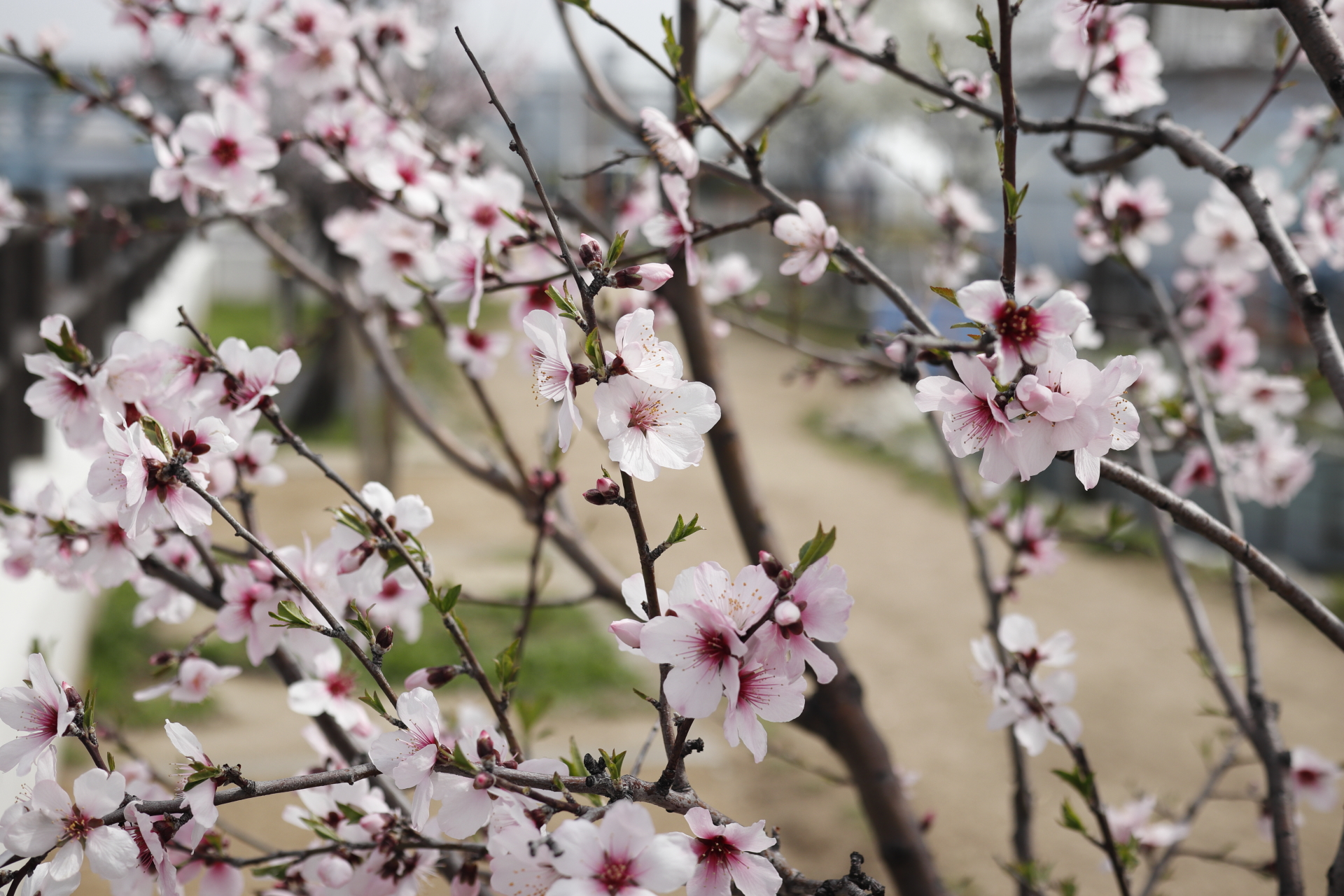 水辺の遊歩道うおざき　アーモンドの花　開花状況2022年3月25日
