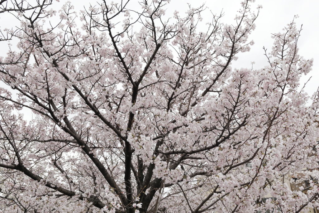 くもりの日の桜 作例写真