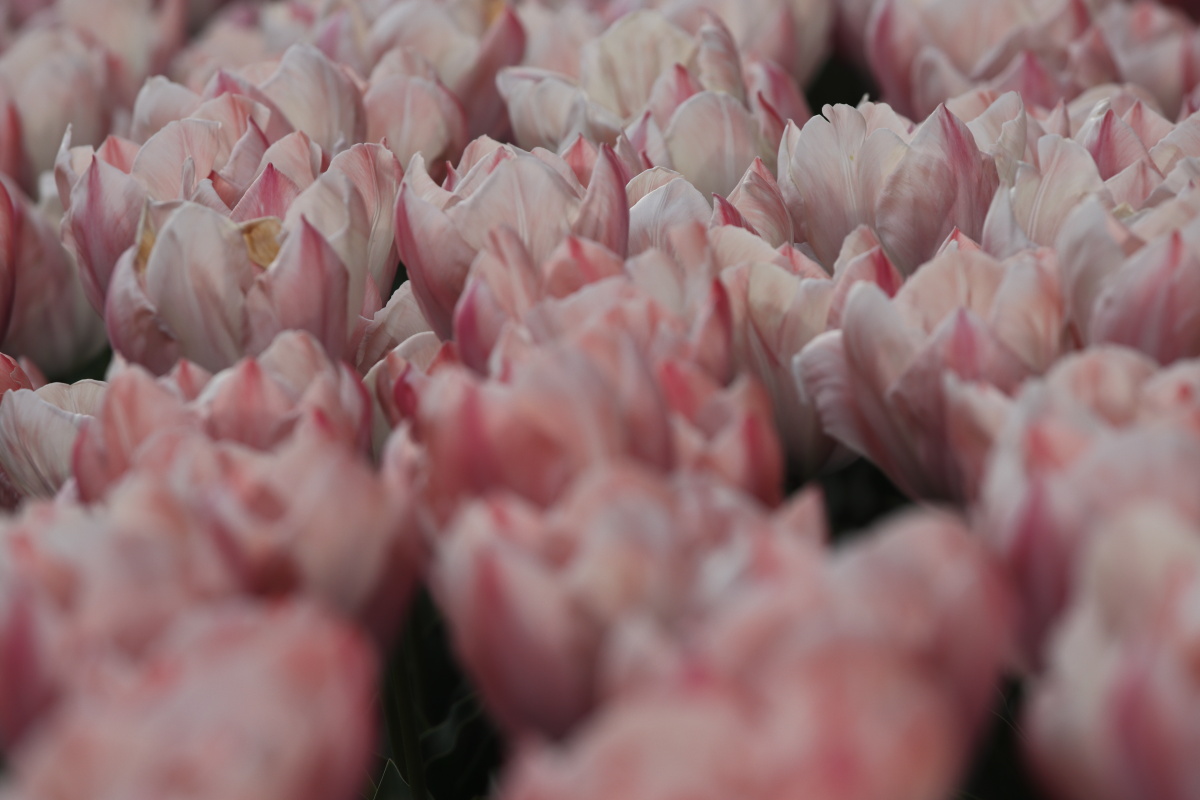 六甲アイランドのチューリップ花壇