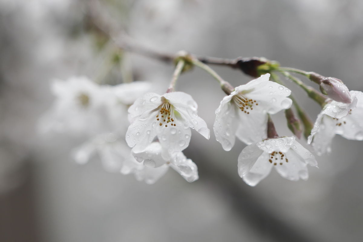 生田神社の桜 2020年4月1日