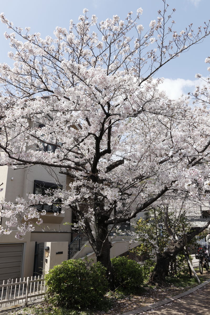 岡本桜守公園（岡本南公園）の桜 2020年4月2日