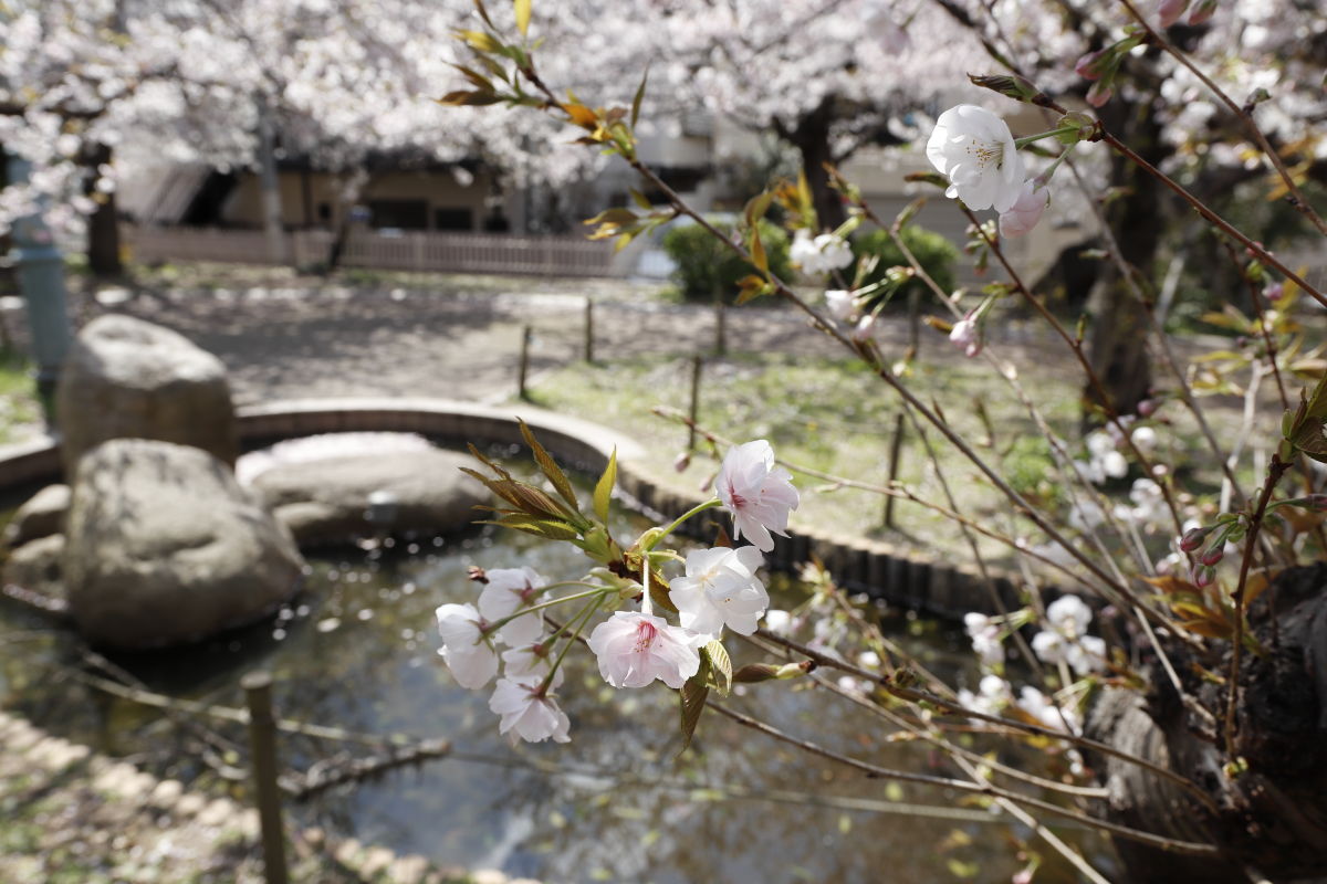 岡本桜守公園（岡本南公園）の桜 2020年4月2日