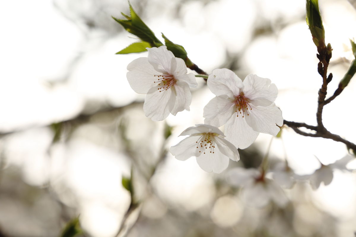 夙川の桜 2020年4月3日