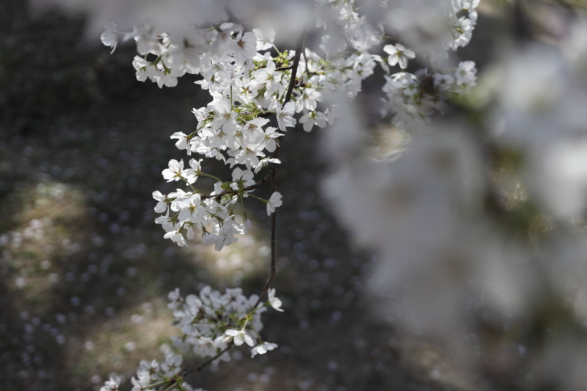 夙川の桜 2020年4月5日
