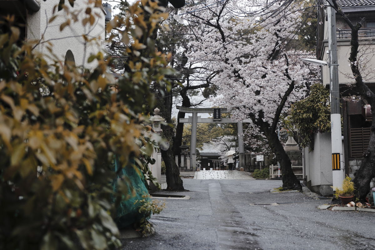 弓弦派神社の桜 2020年4月1日