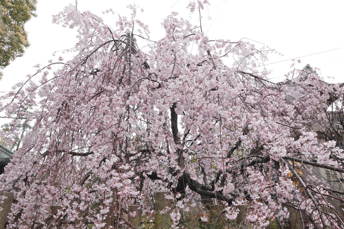 弓弦派神社の桜 2020年4月1日