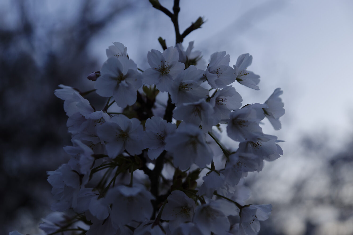 岡本南公園（岡本桜守公園）の桜開花状況　2021年3月26日