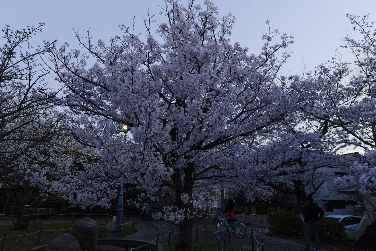 岡本南公園（岡本桜守公園）の桜開花状況　2021年3月26日