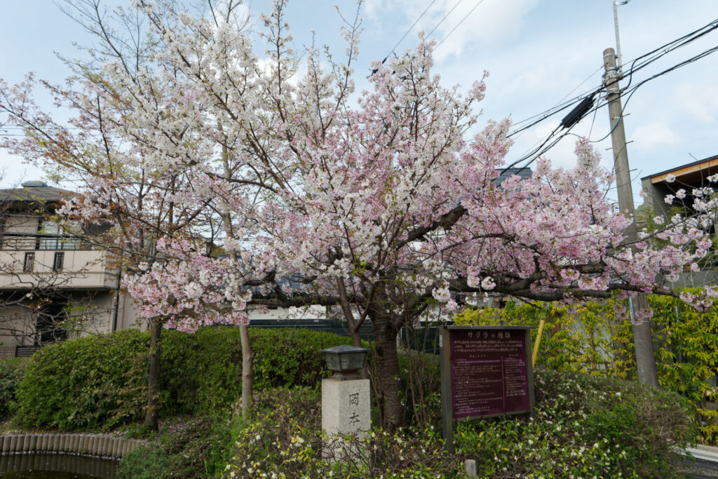 岡本南公園（岡本桜守公園）の桜開花状況　2023年3月27日