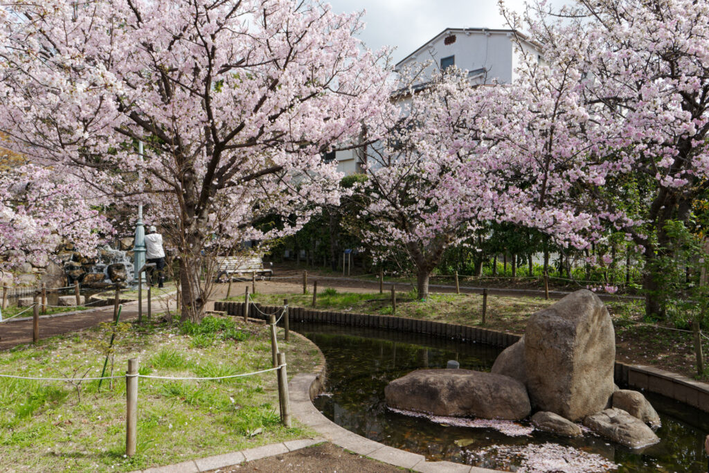 岡本南公園（岡本桜守公園）の桜開花状況　2023年3月27日