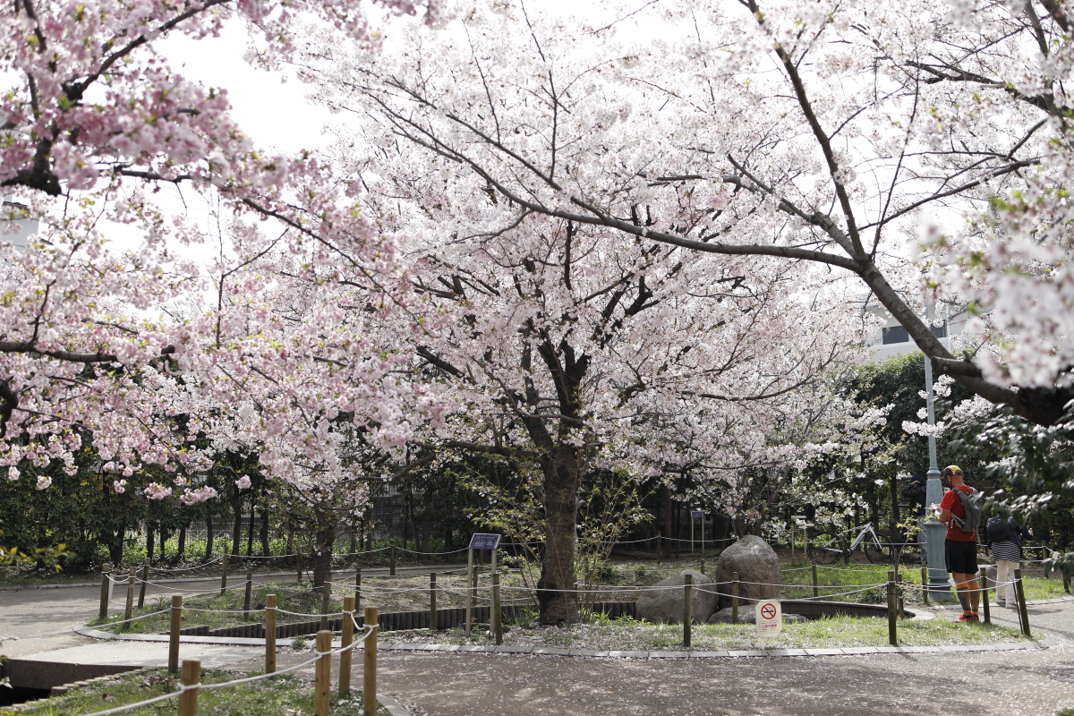 岡本南公園（岡本桜守公園）の桜開花状況　2021年3月30日