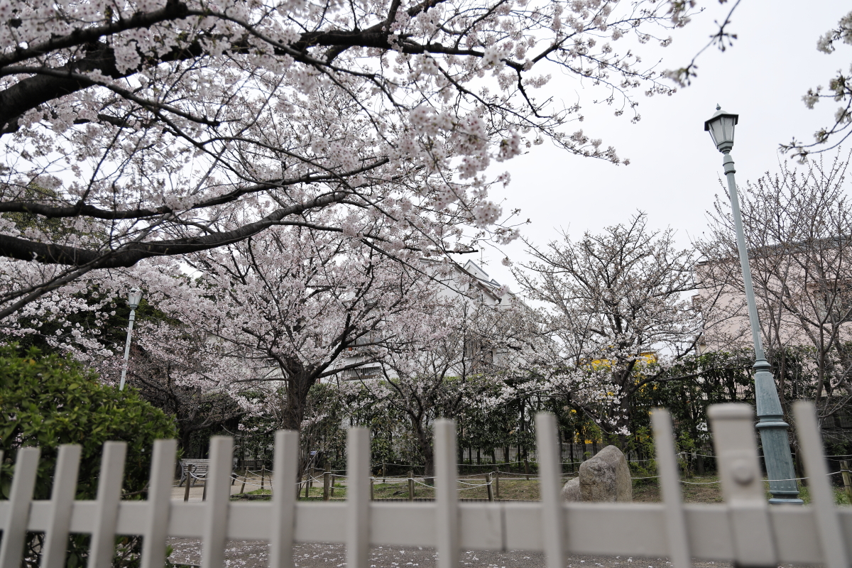 岡本南公園（岡本桜守公園）の桜開花状況　2022年3月29日