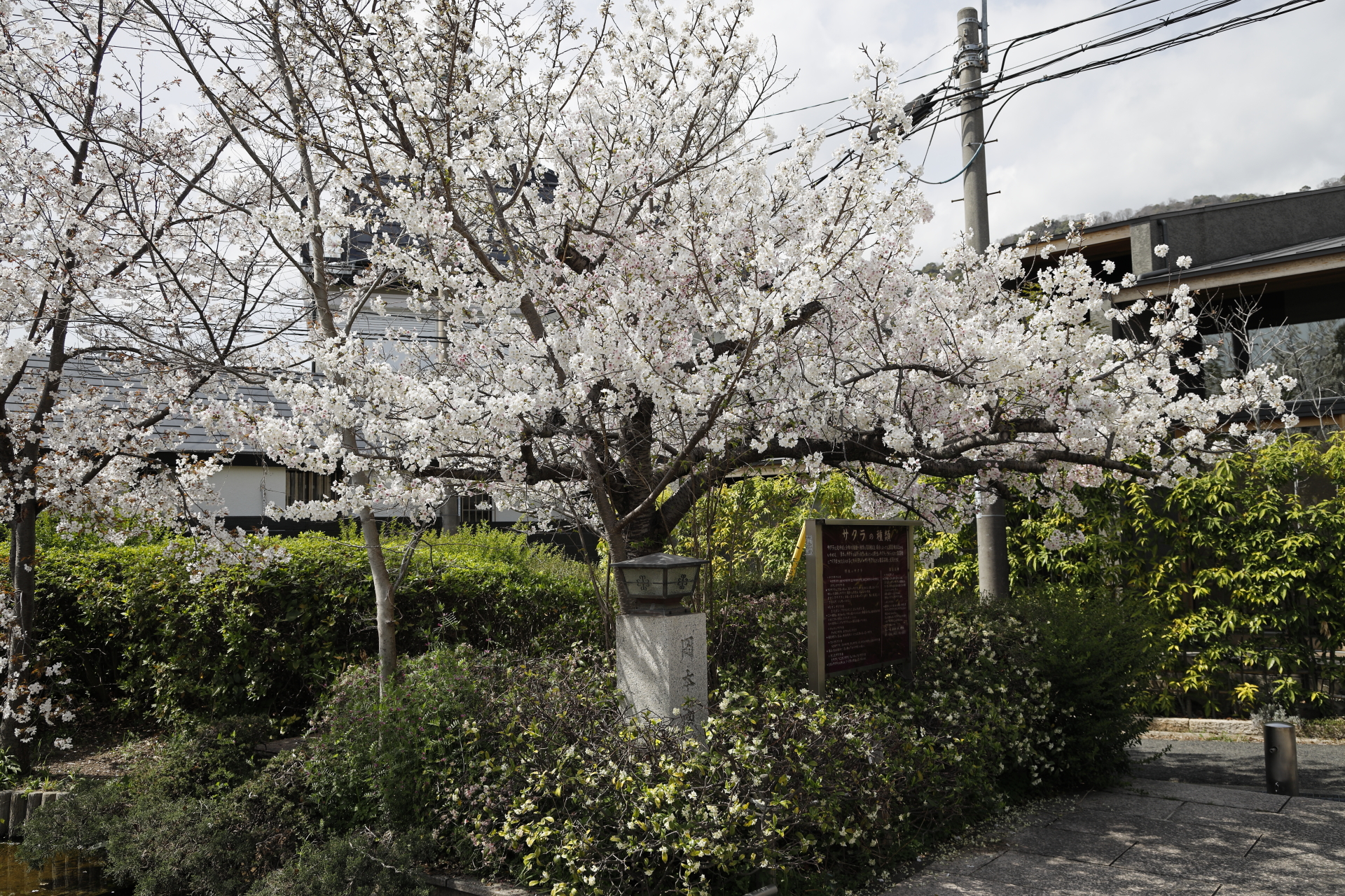 岡本南公園（岡本桜守公園）の桜開花状況　2022年3月30日