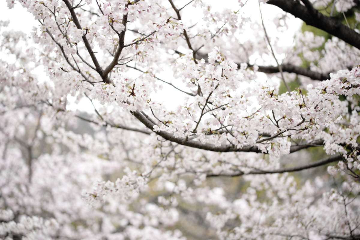 岡本南公園（岡本桜守公園）の桜開花状況　2020年3月31日