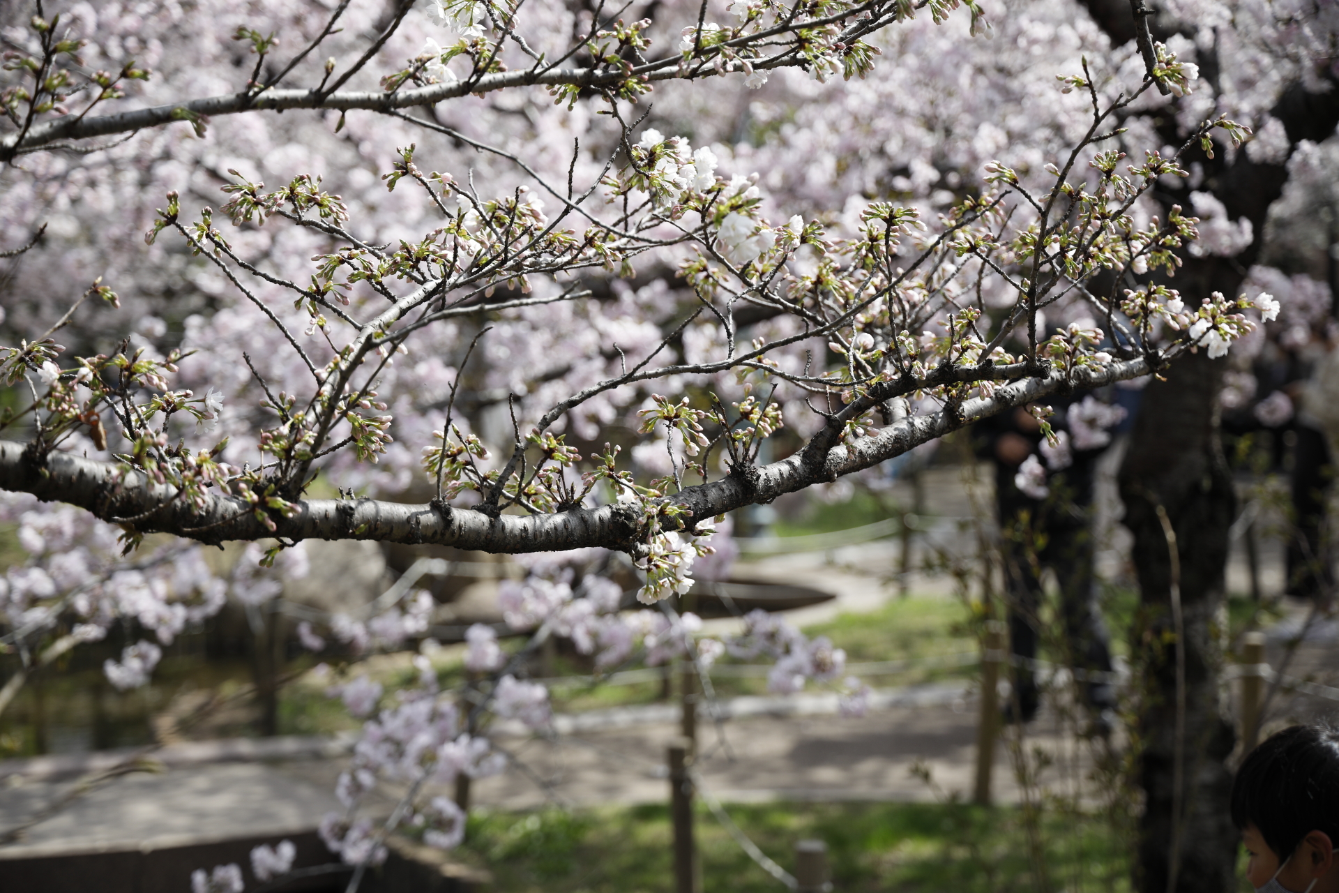 岡本南公園（岡本桜守公園）の桜開花状況　2022年3月30日