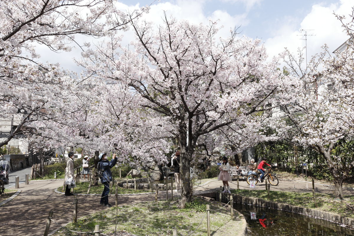 岡本南公園（岡本桜守公園）の桜開花状況　2020年4月2日