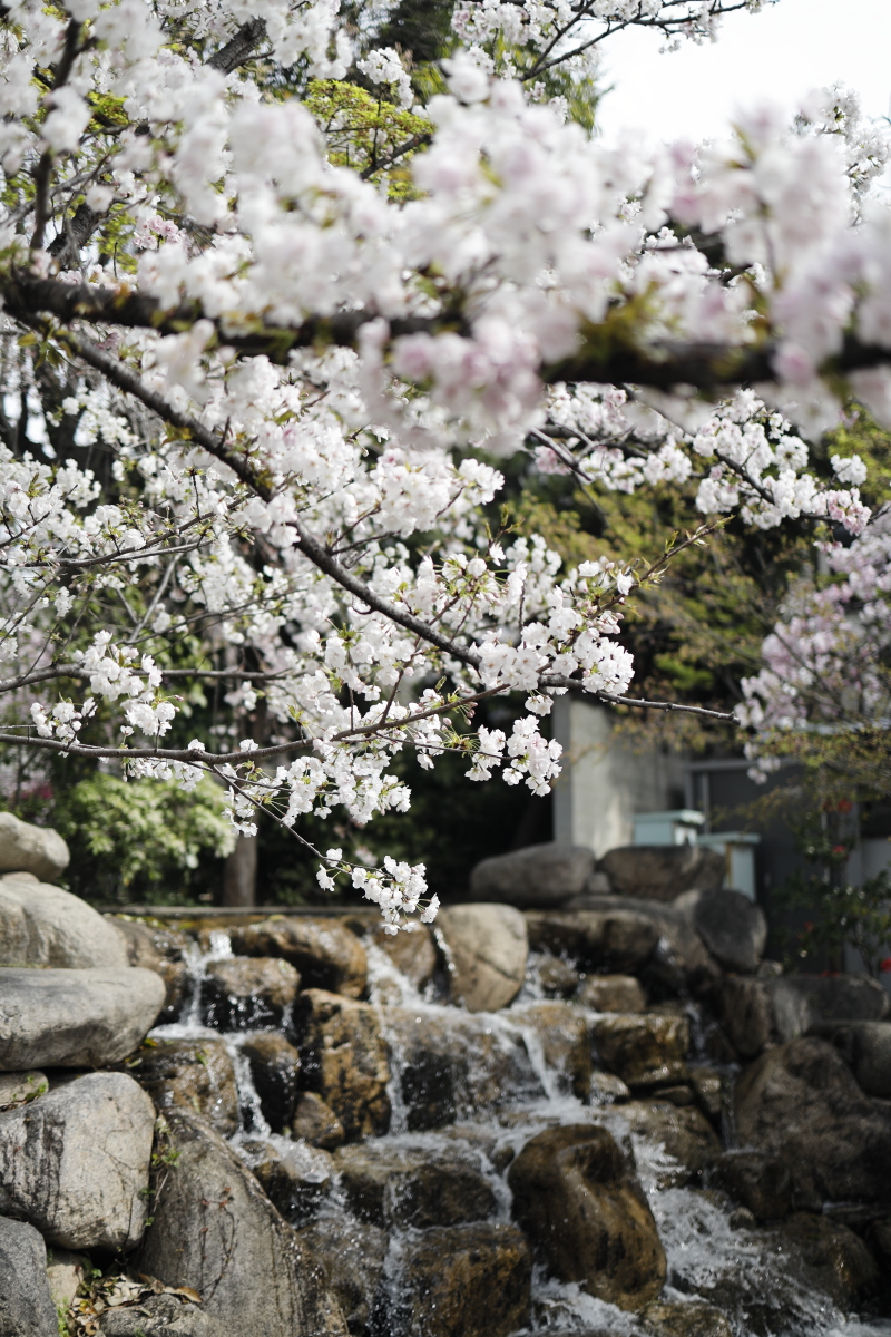 岡本南公園（岡本桜守公園）の桜開花状況　2021年3月30日