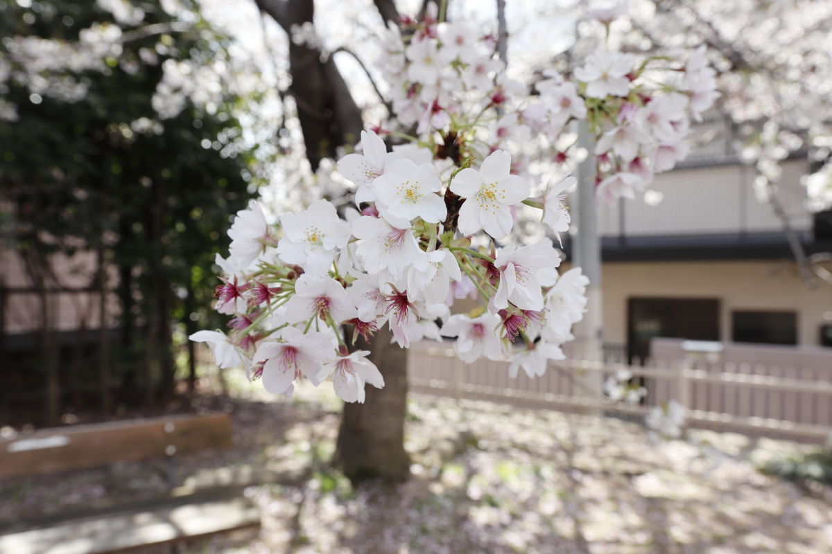 岡本南公園（岡本桜守公園）の桜開花状況　2020年4月2日