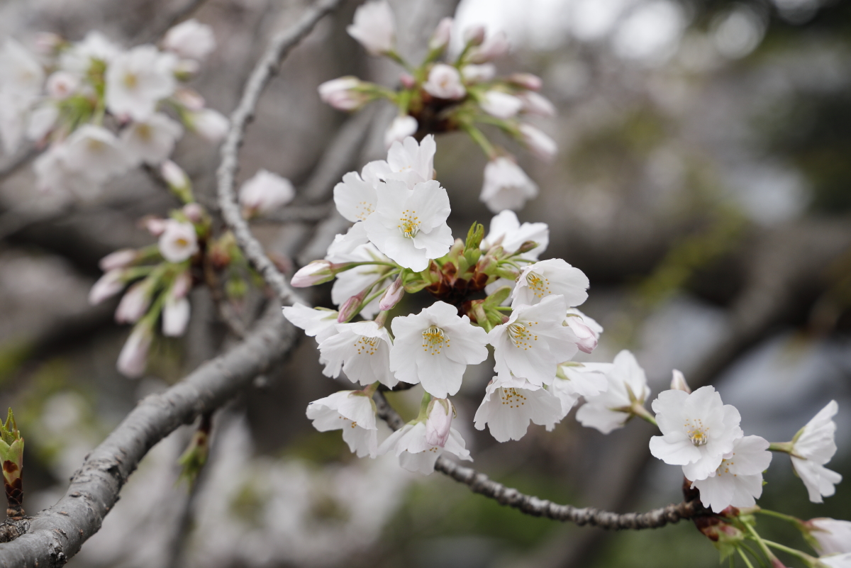 岡本南公園（岡本桜守公園）の桜開花状況　2022年3月29日