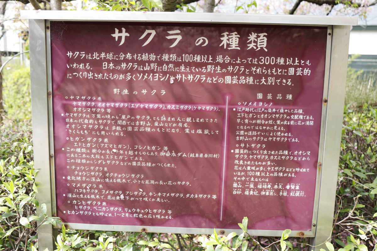 岡本南公園（岡本桜守公園）の桜