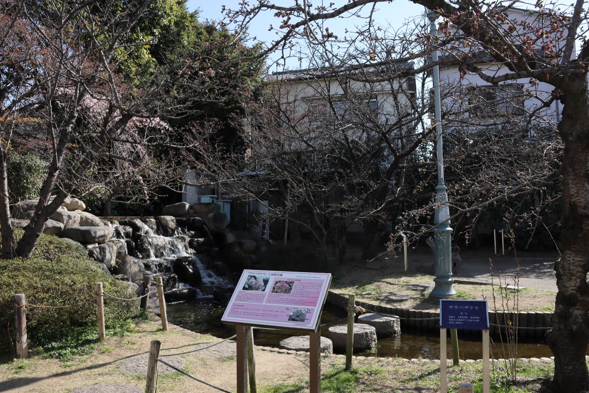 岡本南公園（岡本桜守公園）の桜開花状況　2020年3月25日