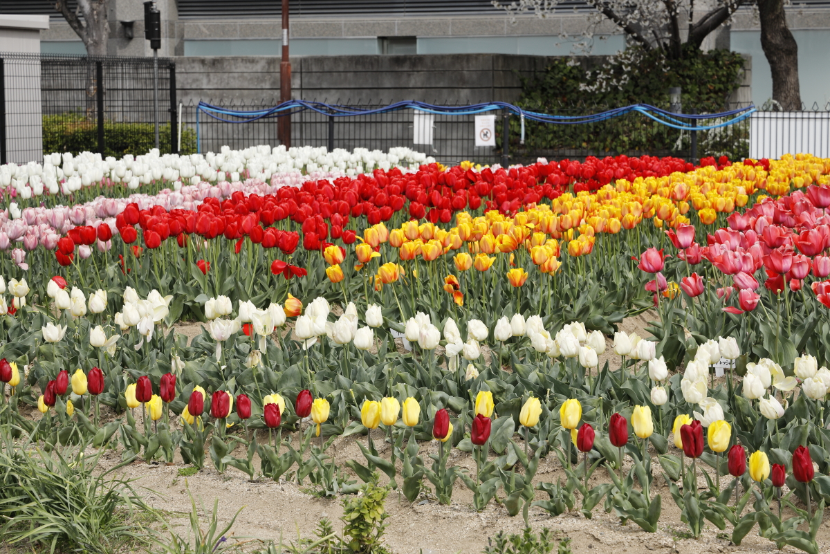 D花壇　アイランドセンター駅 六甲アイランドチューリップ祭り　2022年4月2日撮影