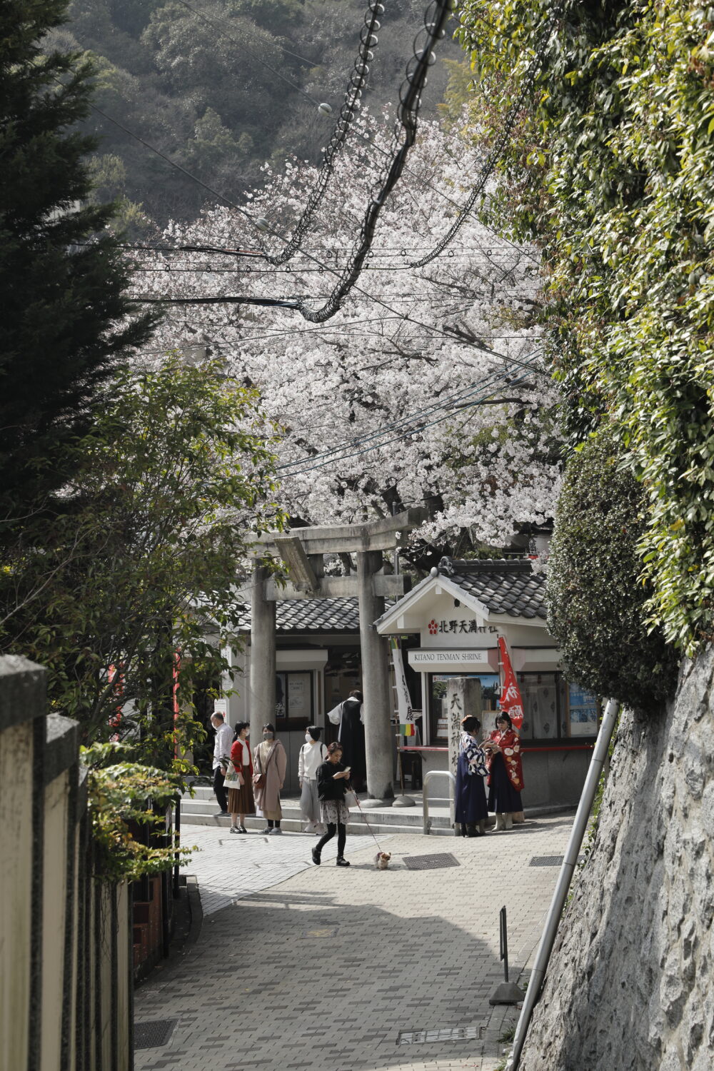 北野天満神社の桜 2021年3月29日撮影