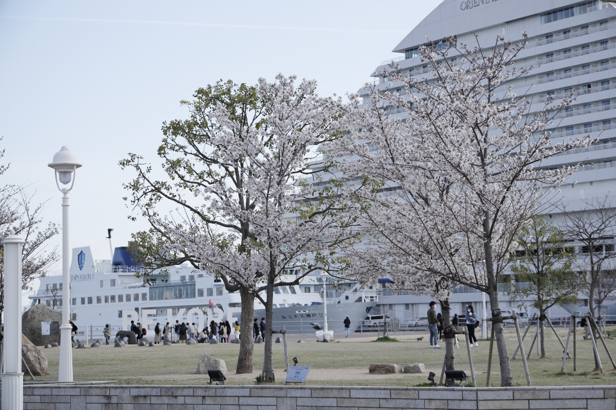 メリケンパークの桜 開花状況 2022年4月1日
