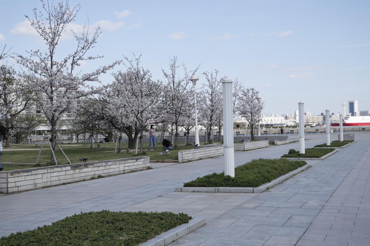 メリケンパークの桜 開花状況 2022年4月1日
