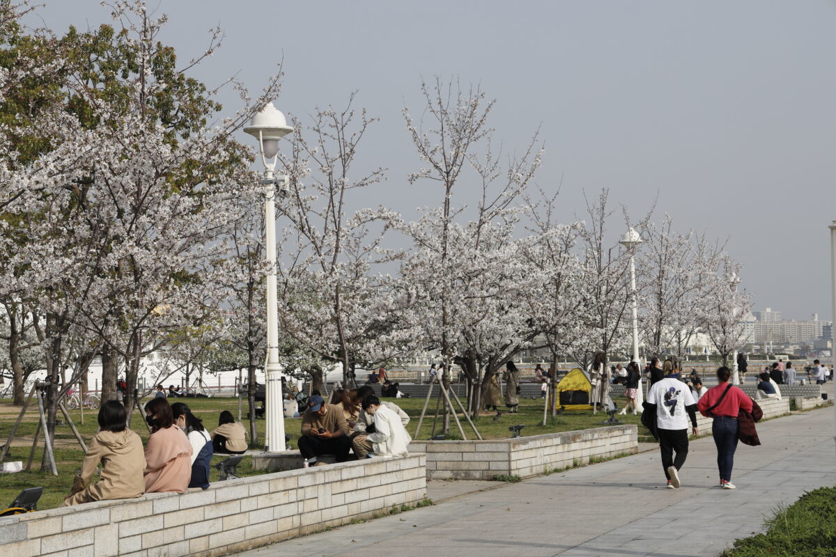 メリケンパークの桜【開花状況と桜の写真】2021年3月29日