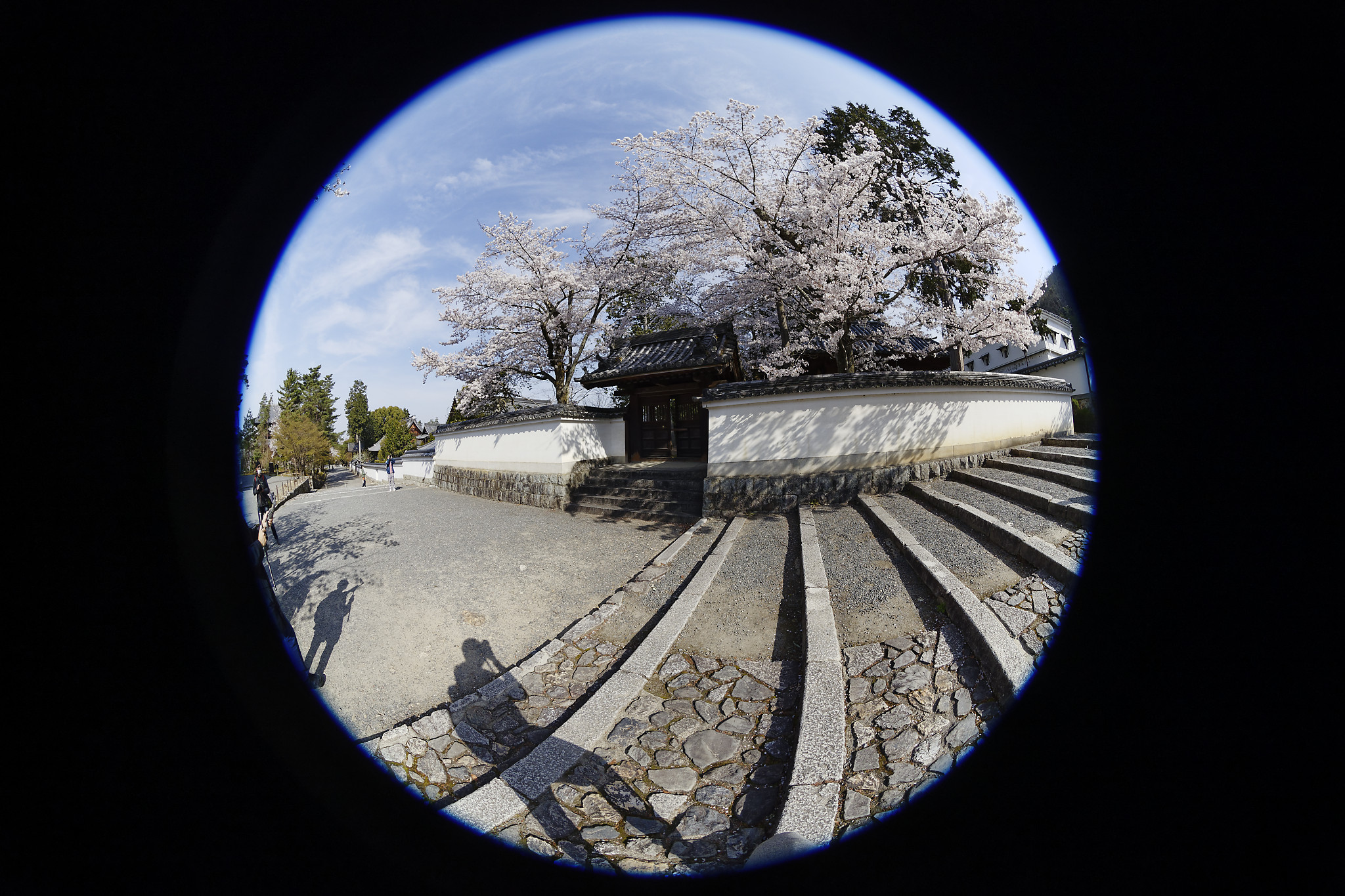 EF8-15mm f/4L FISHEYE USMの作例写真 京都　南禅寺の桜