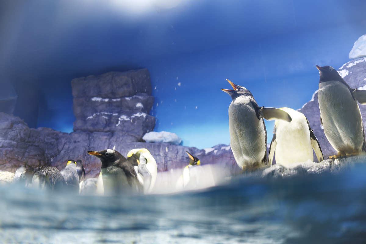 ペンギン EF-M22mm F2 STM作例写真　水族館　海遊館