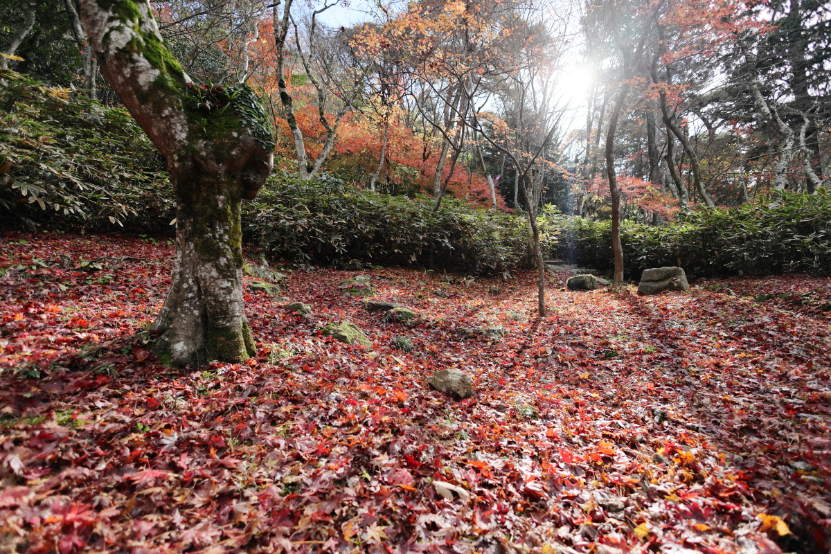 瑞宝寺公園 神戸市北区有馬町　たくさんの落ち葉