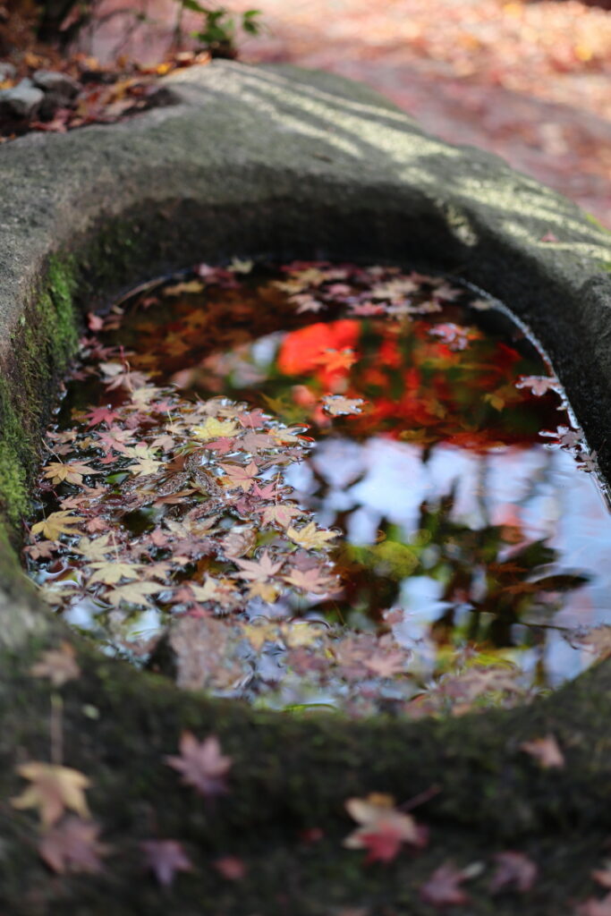 瑞宝寺公園　水面に浮かぶ紅葉 神戸市北区有馬町