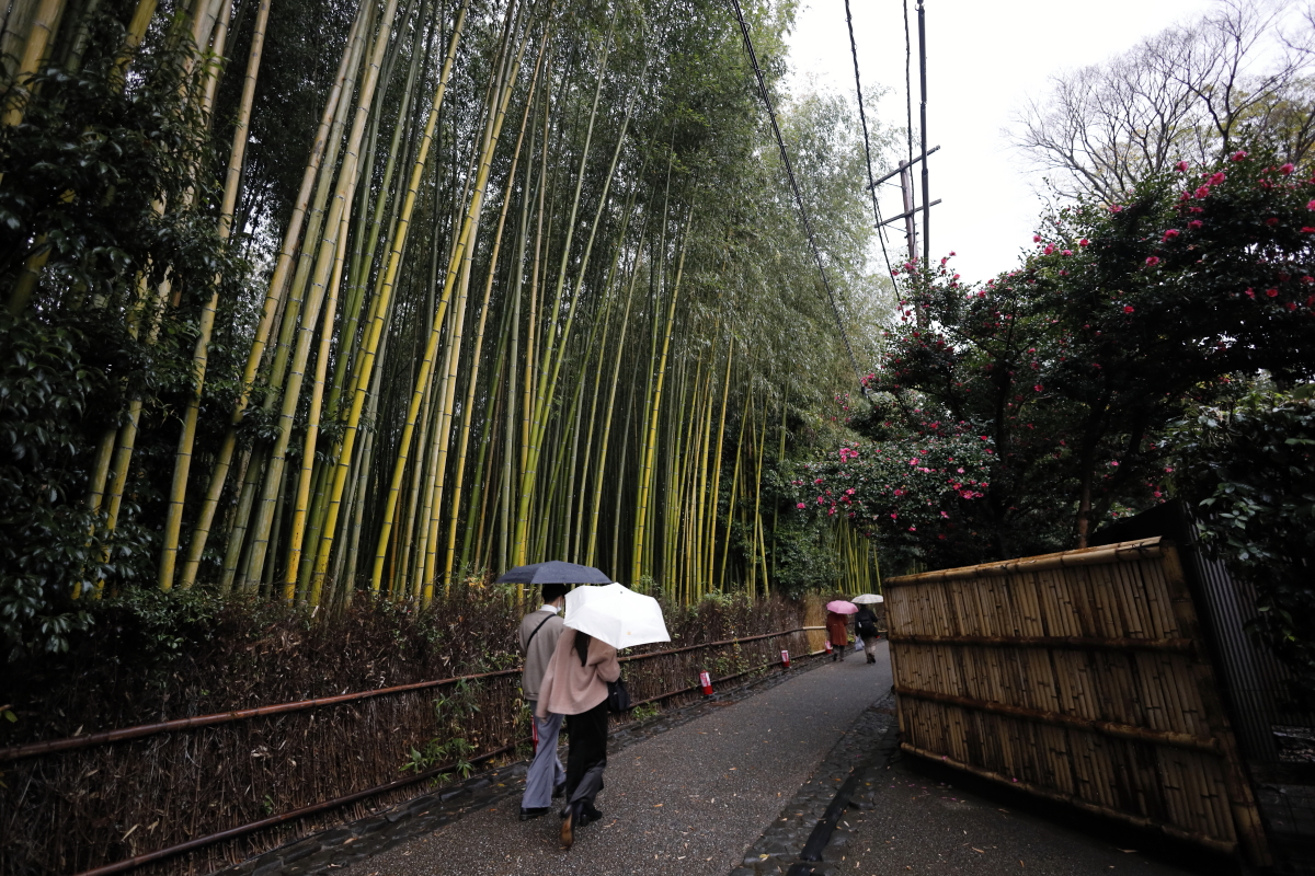 雨の京都嵐山　竹林