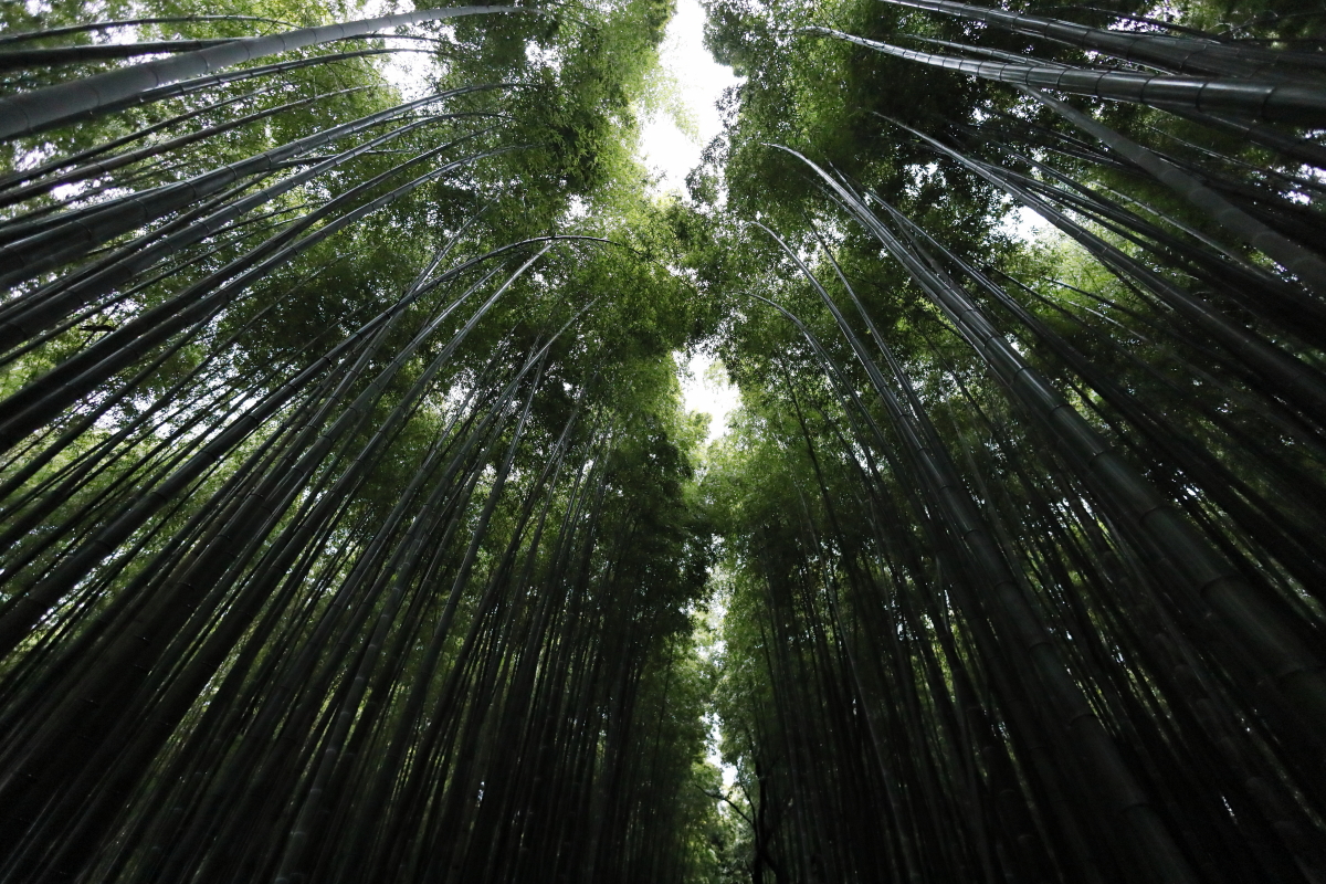 雨の京都嵐山　竹林の径