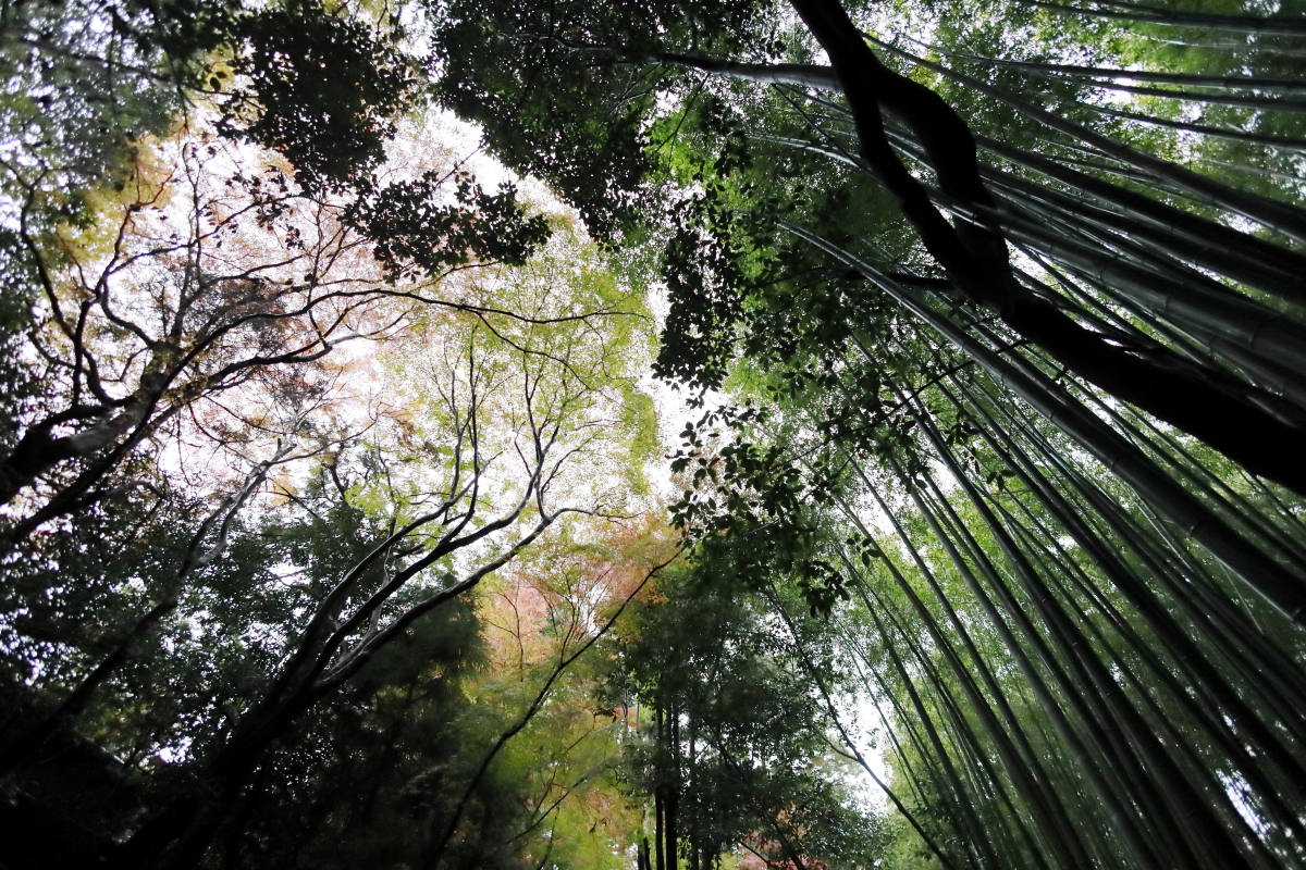 雨の京都嵐山　竹林の径