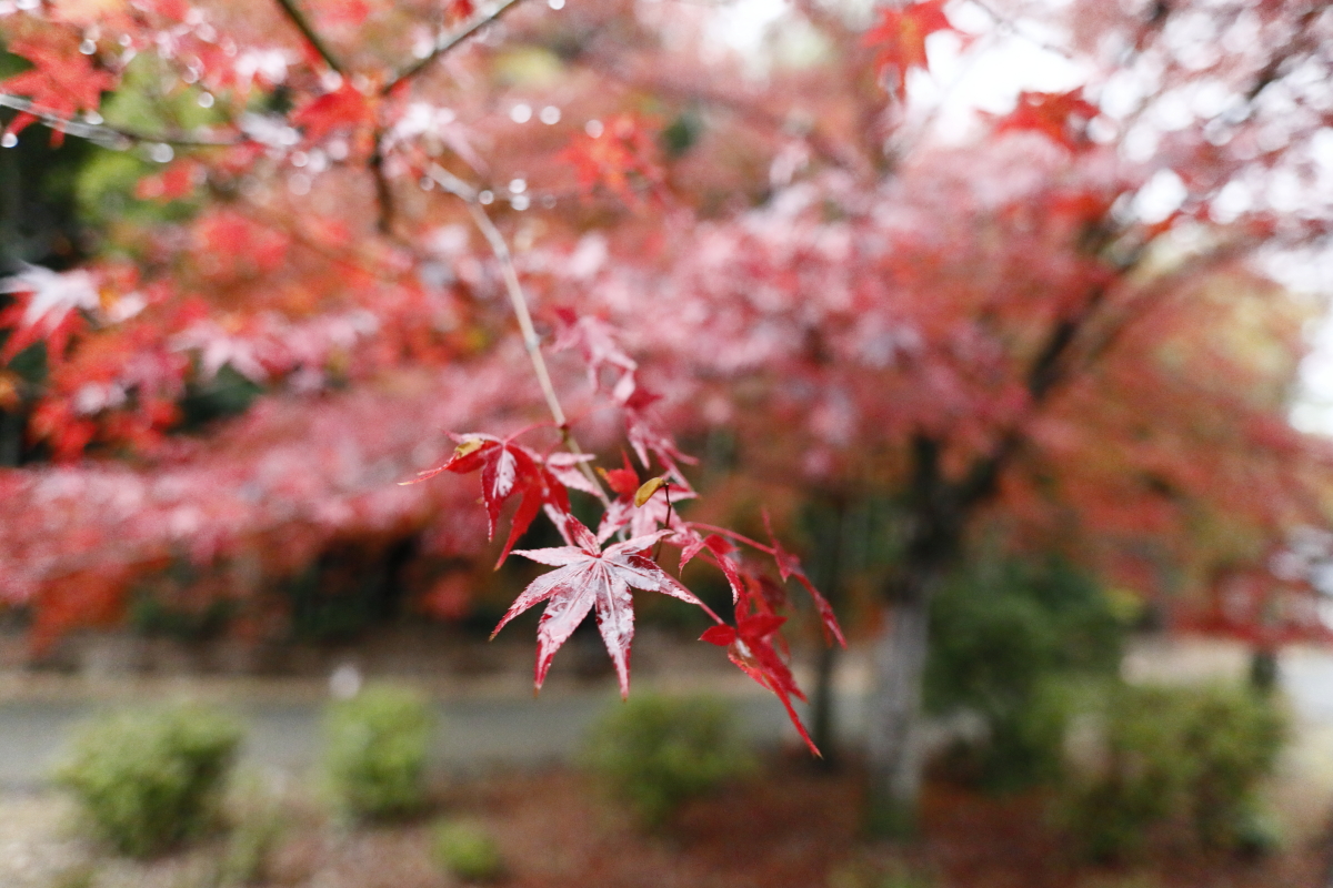 雨の京都嵐山　雨に濡れた赤いモミジ