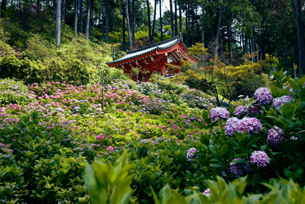 京都三室戸寺の紫陽花　2021年