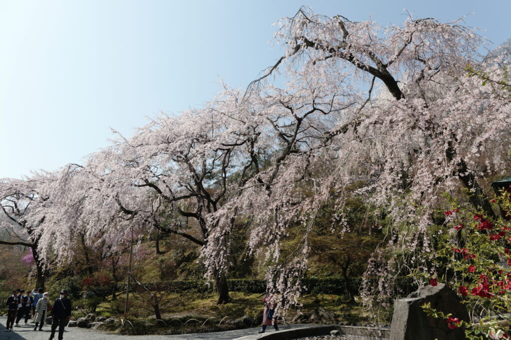 京都嵐山の天龍寺　枝垂れ桜　2021年