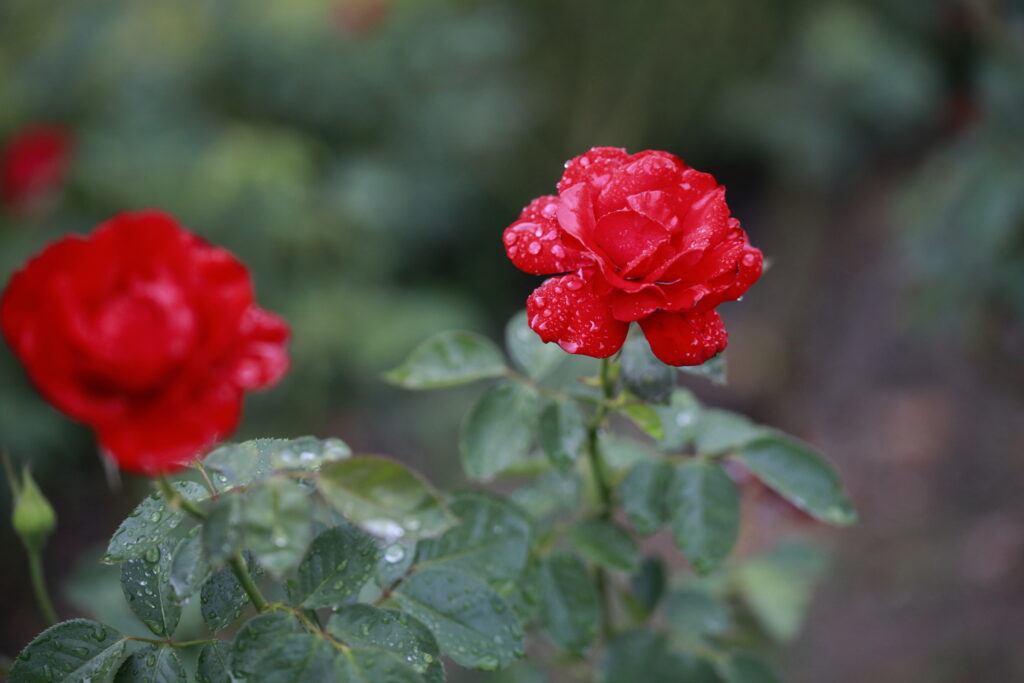 雨の日の薔薇　2021年　本山バラ園