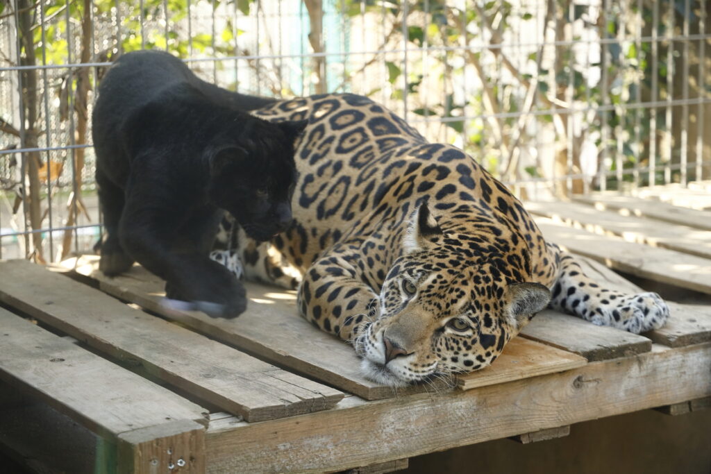 王子動物園のジャガー親子
