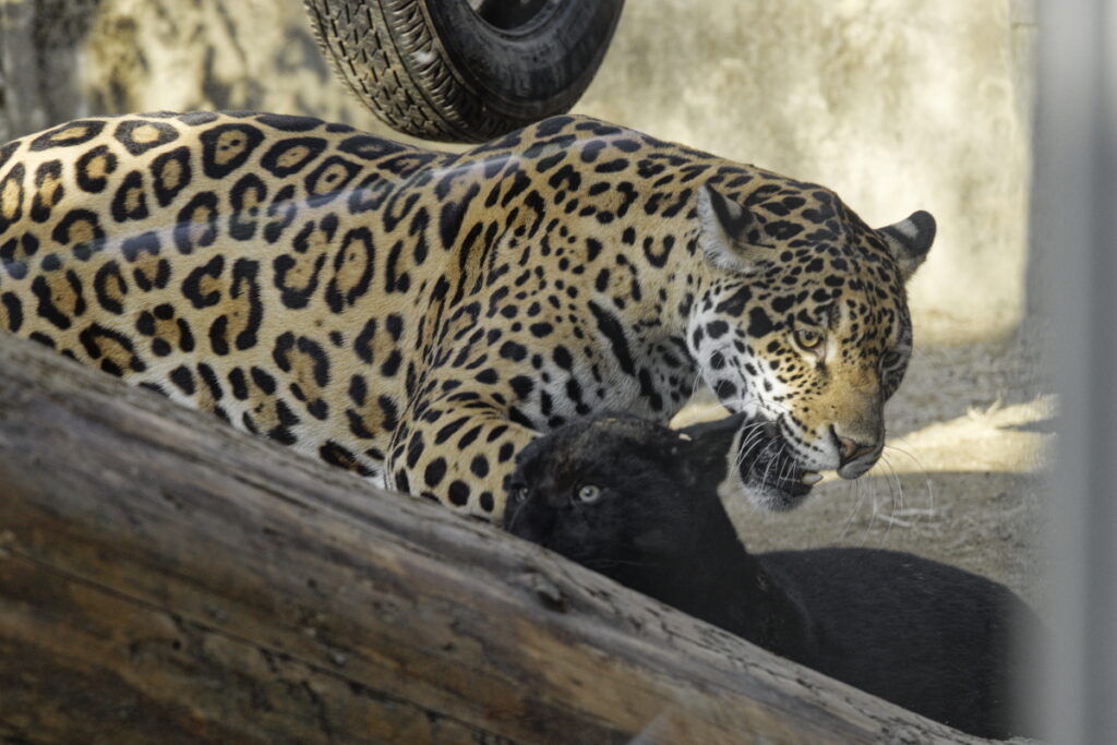 王子動物園のジャガー親子