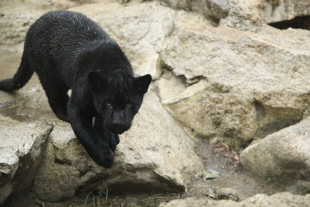 王子動物園の赤ちゃんジャガー