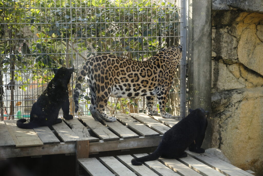王子動物園のジャガーの双子の赤ちゃん アステカとマヤ