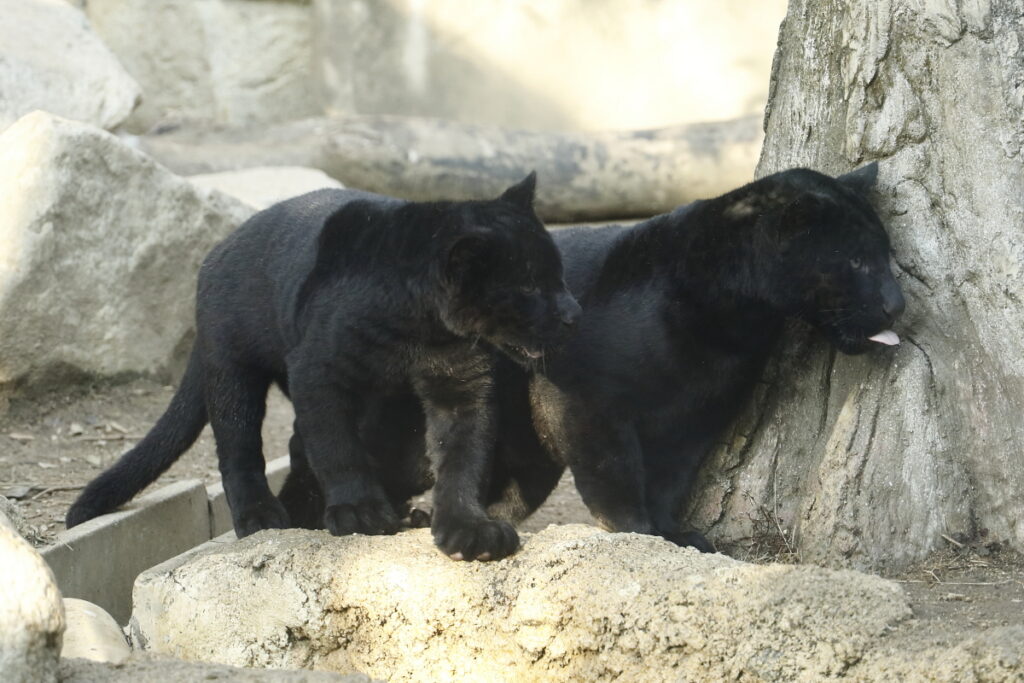 王子動物園のジャガーの双子の赤ちゃん アステカとマヤ