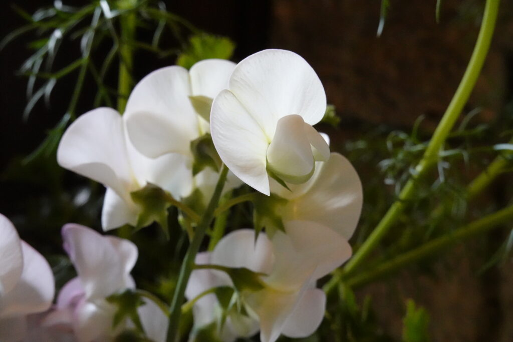 白い花　作例写真　ソニー コンデジ　SONY RX100Ⅶ （DSC-RX100M7）