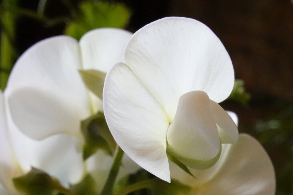 拡大した白い花作例写真　ソニー コンデジ　SONY RX100Ⅶ （DSC-RX100M7）