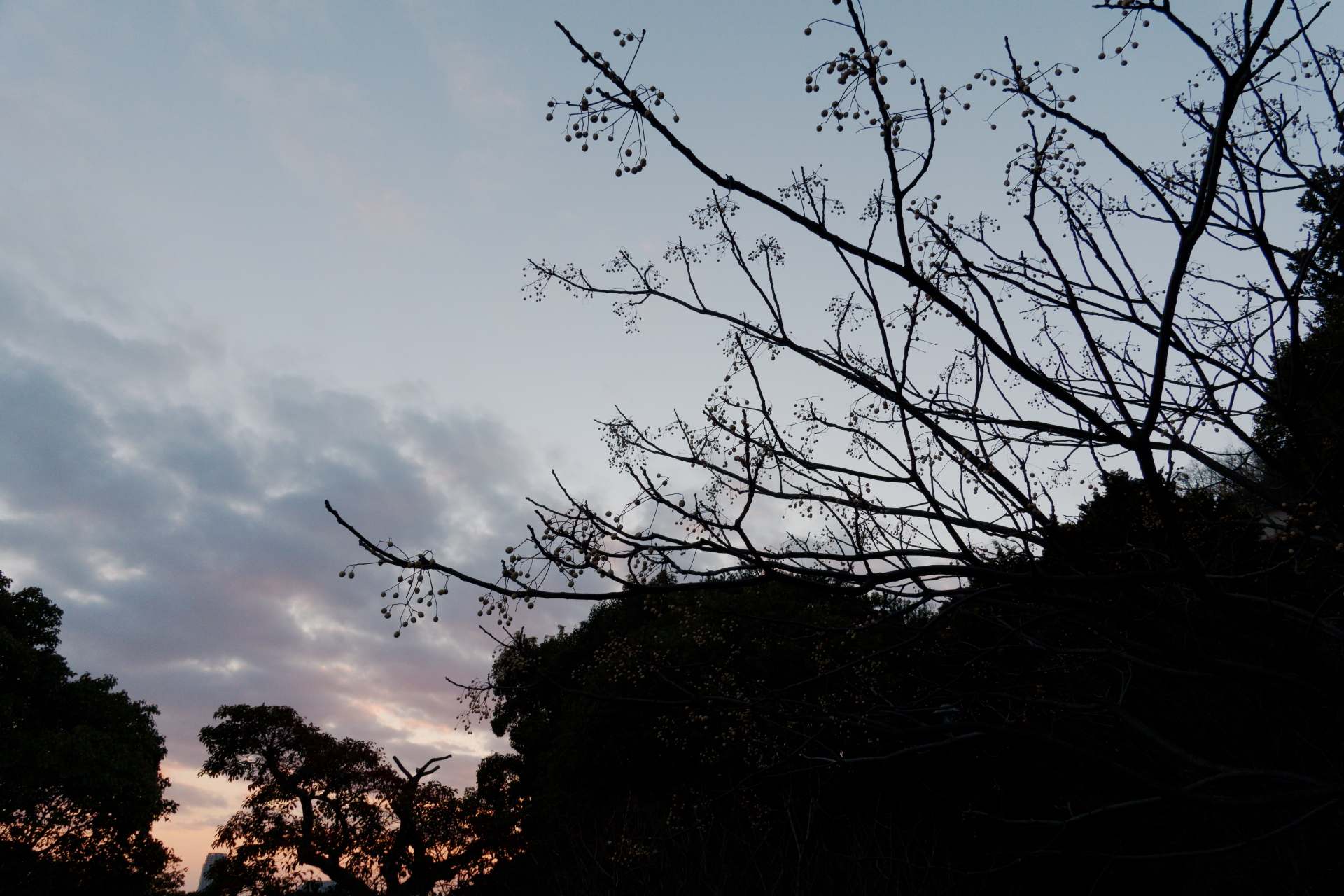朝の岡本梅林公園　作例写真　ソニー コンデジ　SONY RX100Ⅶ DSC-RX100M7